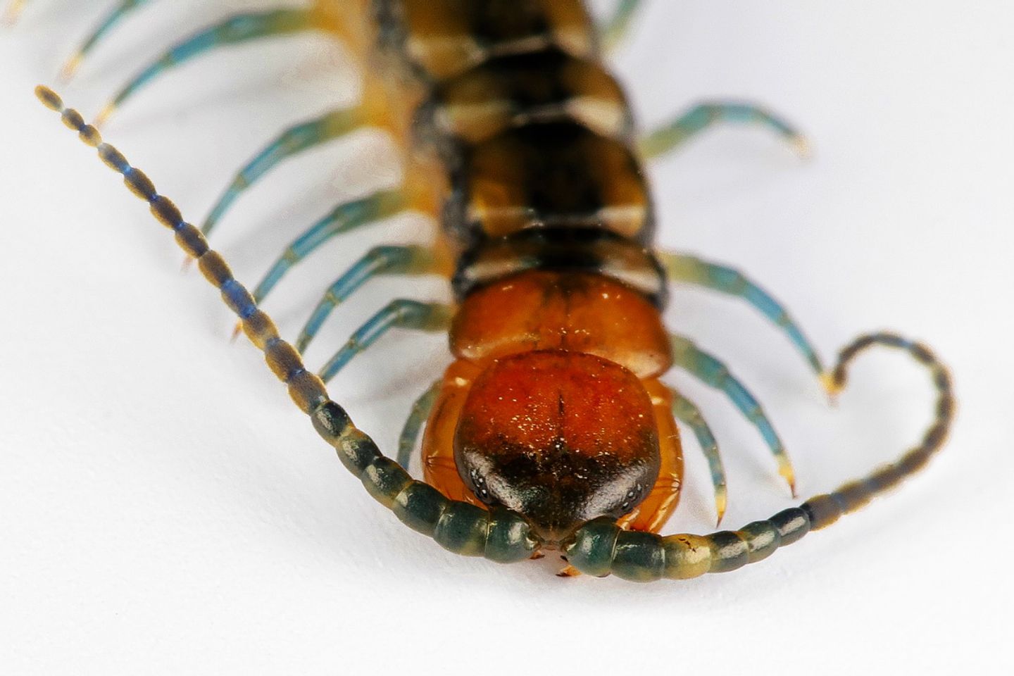 Scolopendra cingulata (Scolopendridae)